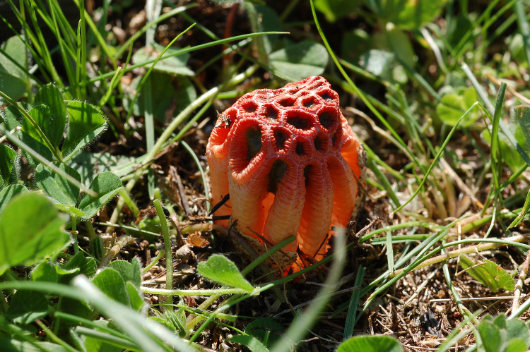 Clathrus ruber? (Colus hirudinosus)